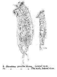Dixon-Nuttall, F R;R Freeman (1903): Journal of the Royal Microscopical Society 23 